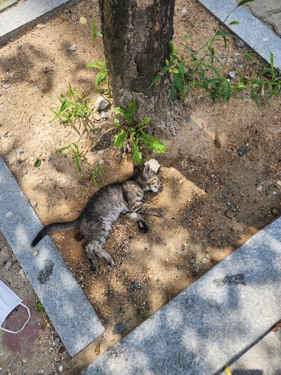 아산동물복지지원센터_444452202301425